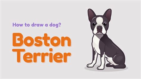 How To Draw A Dog Boston Terrier Easy And Simple Drawing Animal