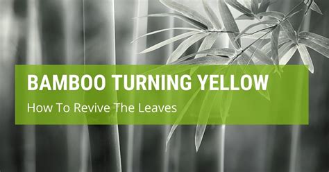 Are your bamboo plants turning yellow? How To Revive Bamboo Leaves Turning Yellow? | Jack's Garden