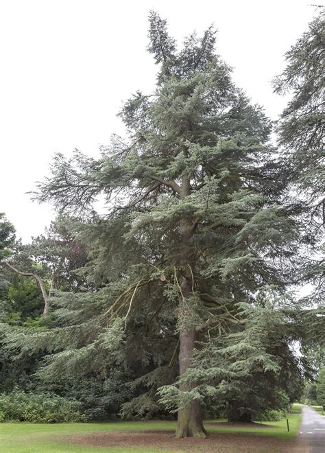The serpentine blue atlas cedar is fast growing, adding 12 to 24 inches of new growth to its main stems every year. High Elms Trees, part 1 | Naturally