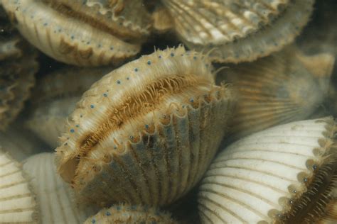Pasco County Get Ready For Scallop Season July 19