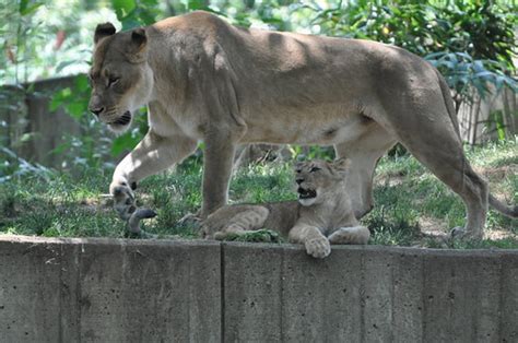 African Lion Cubs On Exhibit At The Smithsonians National Flickr