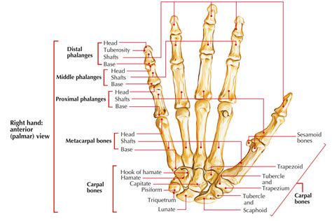 Bones Of The Hand Anatomy Earths Lab