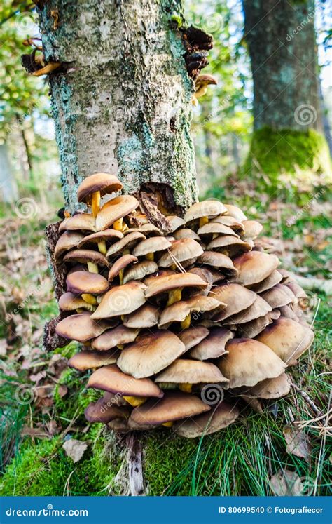 Wild Group Mushrooms On Tree Trunk In The Forest Stock Photo Image Of
