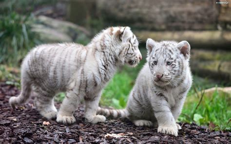 Białe Dwa Młode Droga Tygryski