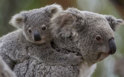 Baby Koala Wallpaper Wallpapersafari