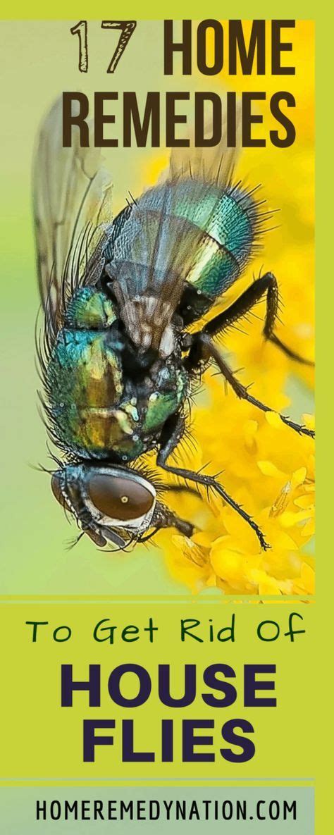 17 Home Remedies To To Kill And Get Rid Of House Flies With Natural