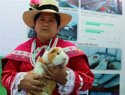 Día Del Cuy Conoce Las Cuatro Razas Que Existen En El Perú Noticias