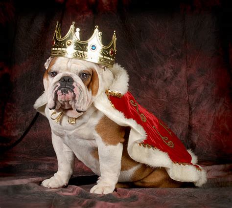 Dog Wearing A Crown Stock Photos Pictures And Royalty Free Images Istock