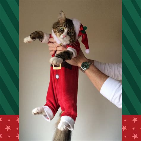 15 Cats Ready To Sleigh The Holidays With Their Cat Christmas Oufits