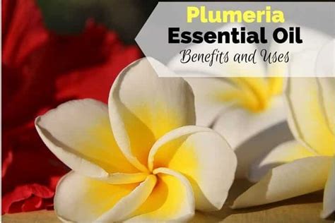Plumeria Essential Oil Benefits And Uses For Your Massage Needs