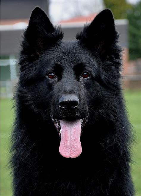 44 Best Photos Black Long Haired German Shepherd Puppies Large Long