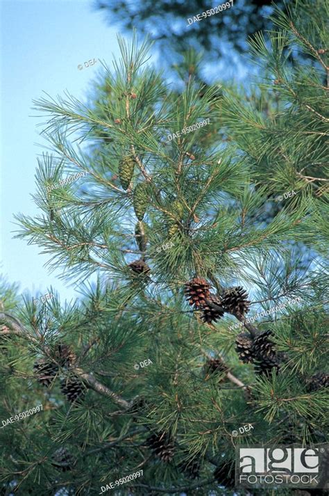 Botany Trees Pinaceae Aleppo Pine Pinus Halepensis Stock Photo