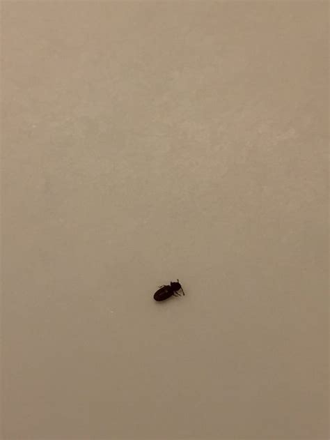 Tiny Bugs In Light Fixtureshelp Hometalk