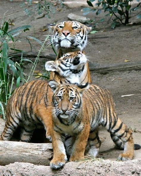 Orange Tiger Cubs Animals Wild Tiger Animals Beautiful