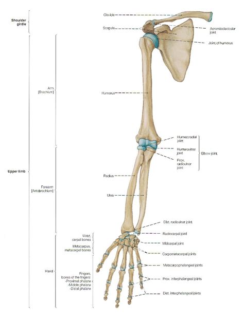 Arm Anatomy Anatomy Bones Arm Bones