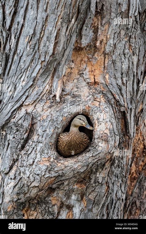 Tree Cavity Nesting Hi Res Stock Photography And Images Alamy
