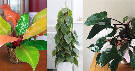 16 Types Of Indoor Philodendron Varieties In 2021 Philodendron