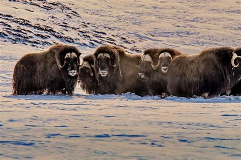 Arctic Wildlife Safari 8 Days Ittoqqortoormiit East Greenland