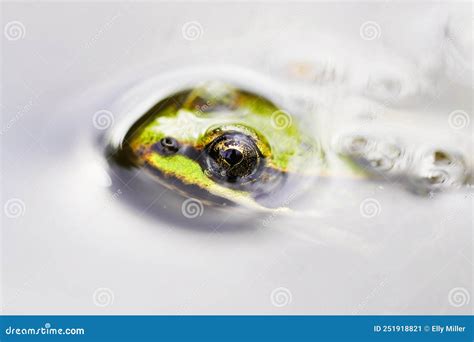 Green Pond Frog Looks Out Of The Water Stock Image Image Of Eyes