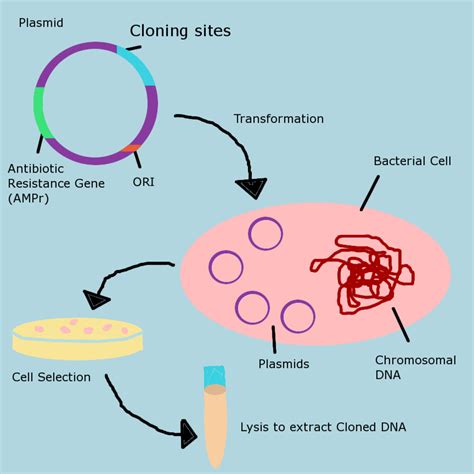 Molecular Biology Laboratory Techniques