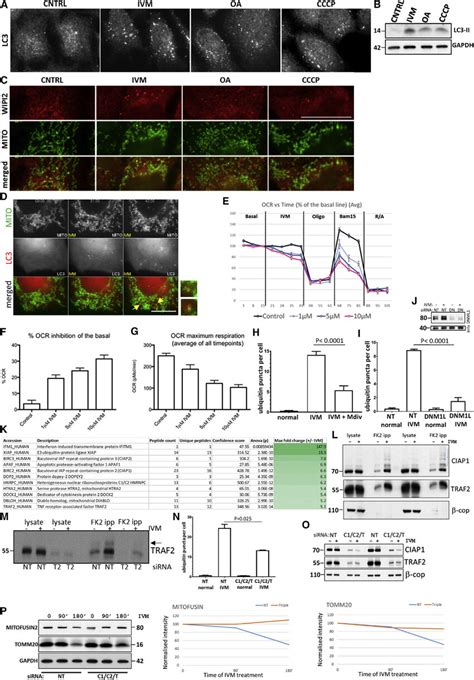 Inducers Of Mitophagy In Mammalian Cells And Ivm Action A C Hek