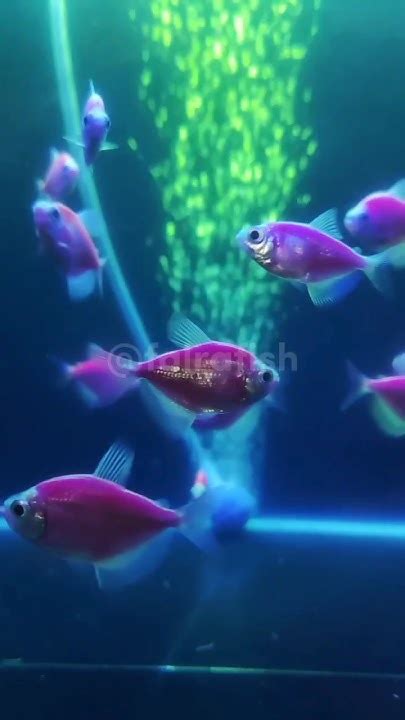 Glofish Tetra Galactic Purple Green And Blue Light Background Falra