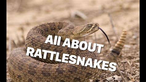 All About Rattlesnakes Interesting Facts Youtube