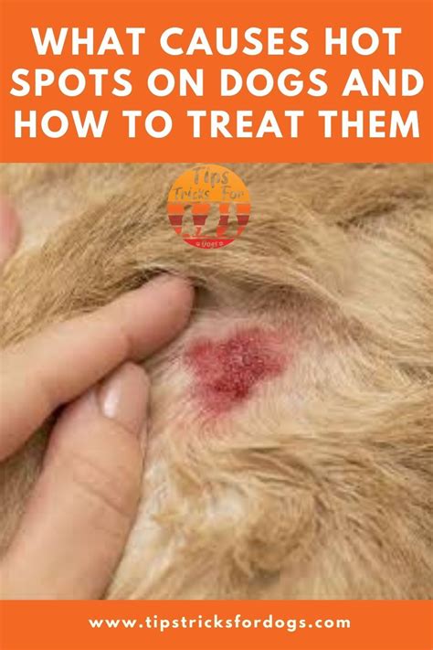What Causes Hot Spots On Dogs And How To Treat Them In 2020 Dog Hot