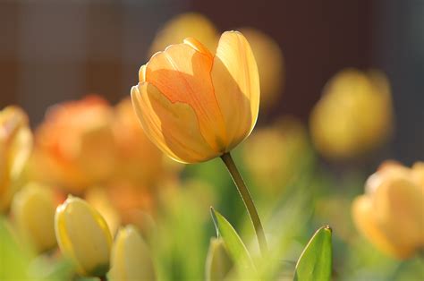 Free Images Nature Blossom Sunlight Flower Petal Bloom Tulip