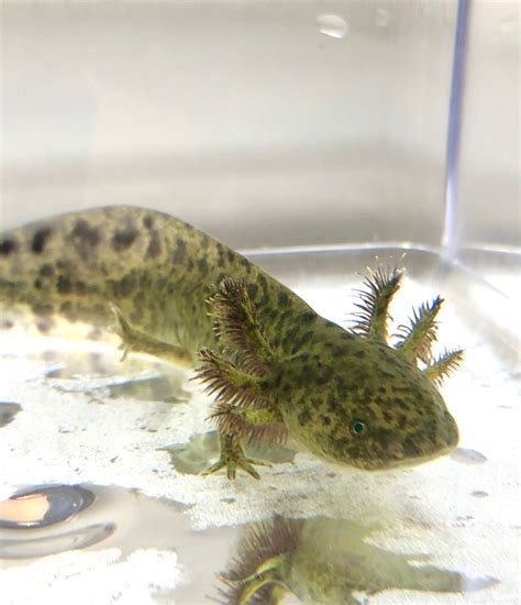 Green Gfp Wild Type Axolotl 1 Ivys Axolotls Quality Pet Axolotls