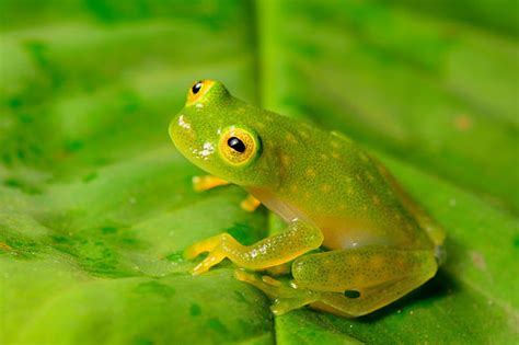 The glass frogs are frogs of the amphibian family centrolenidae. Northern Glass Frog Facts and Pictures