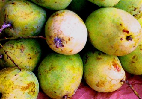 Mangga lemak manis sudah tidak asing lagi di negara malaysia. 10 Jenis Buah Mangga yang Terkenal di Indonesia ...