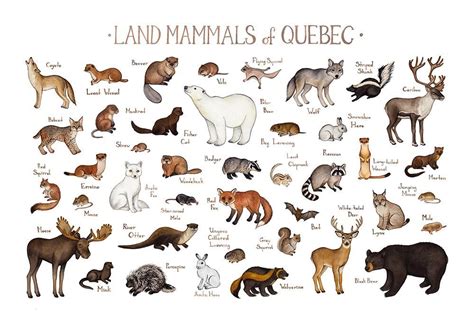 Quebec Land Mammals Field Guide Art Print Canadian Wildlife Mammals Guided Art