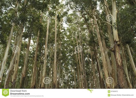Eucalyptus Tree Forest Stock Photo Image Of Forest Forests 97935972