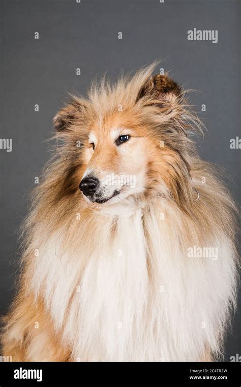 Lassie Collie Hi Res Stock Photography And Images Alamy