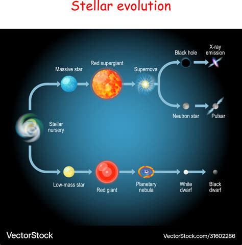 Stellar Evolution Life Cycle A Star Royalty Free Vector