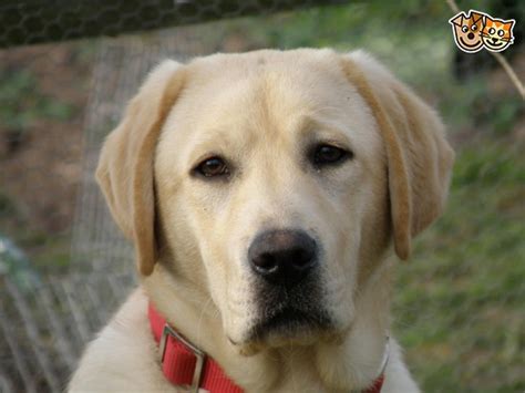Of course, the right puppy for your needs it's also important that you handle the golden retriever puppy before purchasing. Yellow Labrador Boy | Hereford, Herefordshire | Pets4Homes