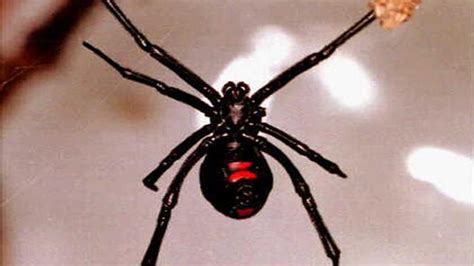 Massachusetts Woman Finds Black Widow Spider In Grapes Fox News