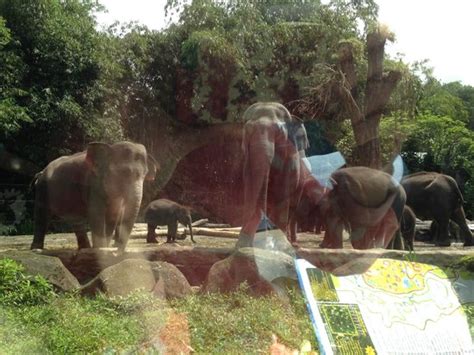 The map and the bracelet tickets - Picture of Taman Safari Indonesia