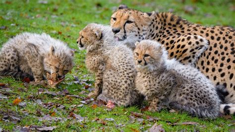 1st Asiatic Cheetahs Born In Captivity Delivered In Iran The Media Line