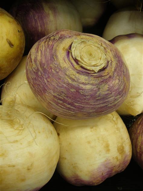 Turnips Plant Care And Collection Of Varieties