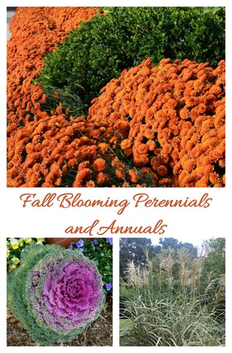 Purchase your flower bulbs now and eden brothers will ship them during the proper planting season for your growing zone. Susanne Larsen: Fall Blooming Perennials Zone 6 ...