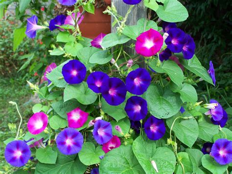 Morning Glory Tall Mix Seeds Ipomoea Purpurea Multi Color Etsy
