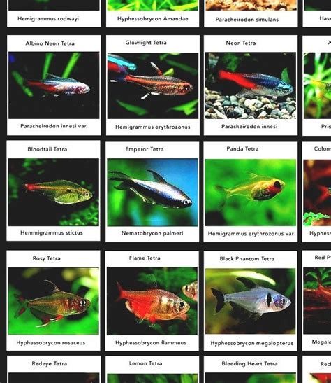 List Of Freshwater Aquarium Fish Species Freshwater Fish Identification