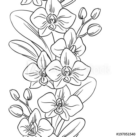 Download vector contour orchid flower bouquet symbol coloring page ...