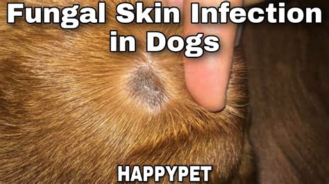 Fungal Skin Infection In Dogs Symptoms And Treatment Happypet Youtube
