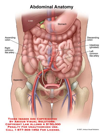 Medical Exhibits Demonstrative Aids Illustrations And Models