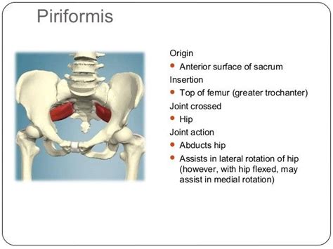 Pin By All In On Muscle Anatomy Muscle Anatomy Piriformis Greater