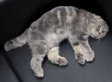 Остеохондродисплазия шотландских вислоухих кошек: лечение, признаки
