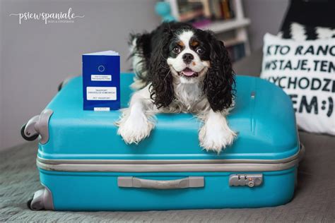 Pies za granicą czyli jak i gdzie wyrobić psu paszport Psiewspaniale